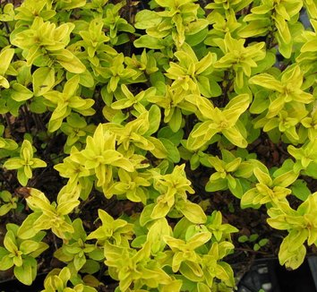 Photo of Origanum 'Norton Gold' foliage by Far Reaches Farm