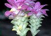 Curcuma