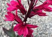 Lobelia