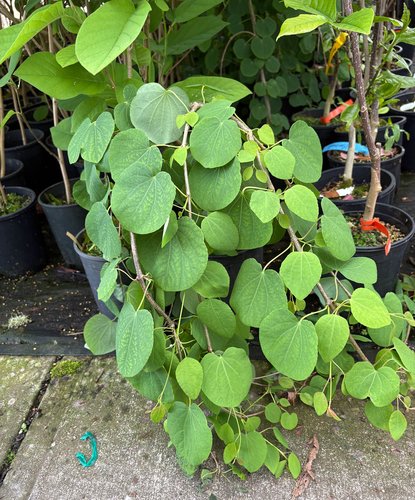 Photo of Cercidiphyllum japonicum 'Pendulum' foliage by plant lust