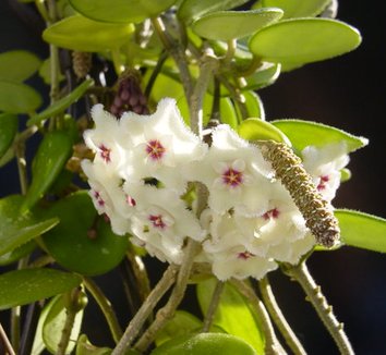 Photo of Hoya 'Mathilde' flower by Emilio Botaniste