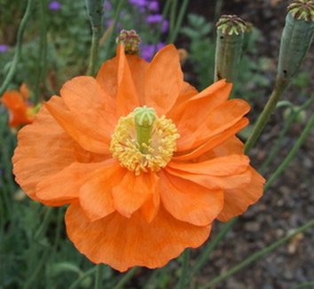 Photo of Papaver rupifragum 'Flore Pleno' flower by Dancing Oaks Nursery