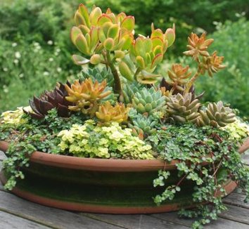 Photo of Pilea libanensis foliage by Avant Gardens