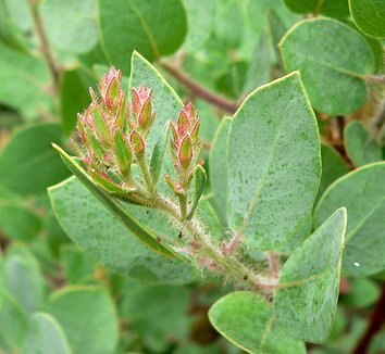 Photo of Arctostaphylos catalinae foliage by Stan Shebs