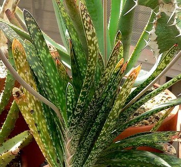 Photo of Gasteria bicolor by Stan Shebs