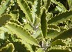 Brachyglottis