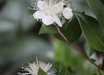Myrtus