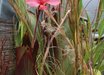 Andropogon
