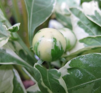 Photo of Solanum pseudocapsicum 'Variegatum' fruit by Cistus Nursery