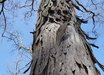 Carya