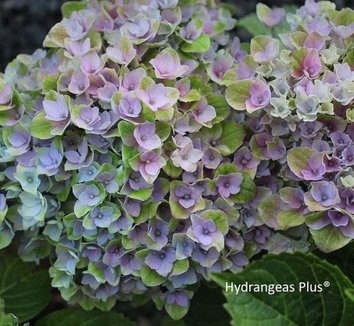 Photo of Hydrangea macrophylla Magical® Revolution PP22,060