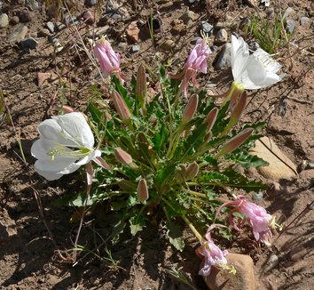 Photo of Oenothera cespitosa ssp. marginata flower, foliage, form by Stan Shebs