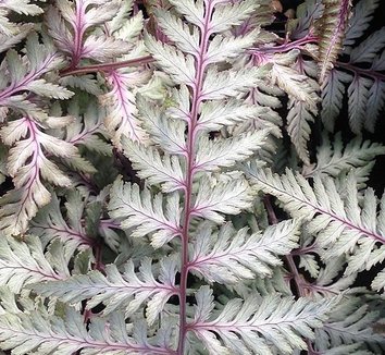 Photo of Athyrium niponicum 'Wildwood Twist' foliage by Forestfarm