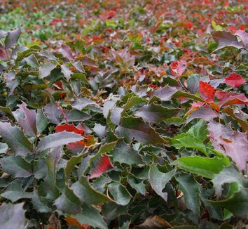Photo of Mahonia aquifolium 'Compacta' foliage by Native Sons