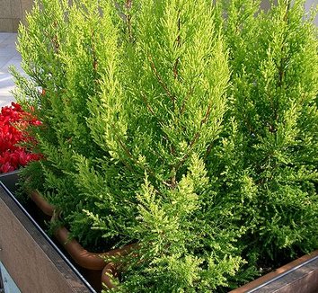 Photo of Cupressus macrocarpa 'Goldcrest' foliage, form by Kenpei