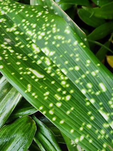 Aspidistra sichuanensis 'Yellow Hammer'
