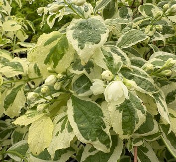 Photo of Philadelphus coronarius 'Variegatus' flower, foliage by plant lust