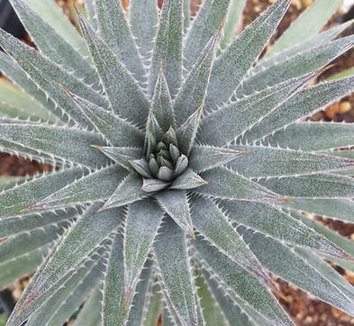 Dyckia from multiple nurseries on Plant Lust
