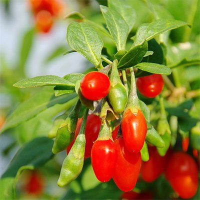 Firecracker Goji Berry | Firecracker Wolf Berry | plant lust