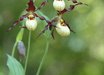 Cypripedium Hank Small gx