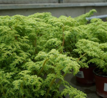 Photo of Pilea microphylla foliage by Karl Gercens III