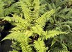 Polystichum setiferum 'Dahlem'