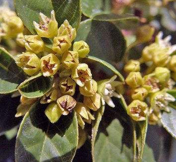 Photo of Frangula californica 'Mound San Bruno' flower by Forestfarm