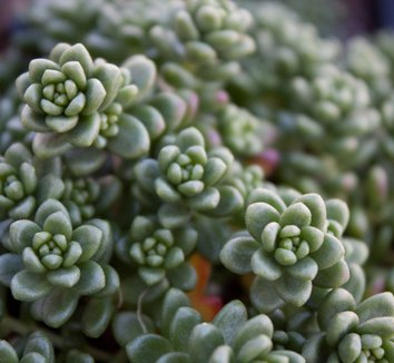 Photo of Sedum album foliage by Native Sons