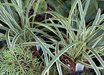 Ophiopogon jaburan 'Vittatus'