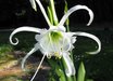 Hymenocallis