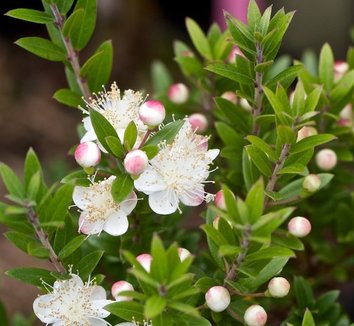 Photo of Myrtus communis ssp. tarentina flower by Daryll's Nursery