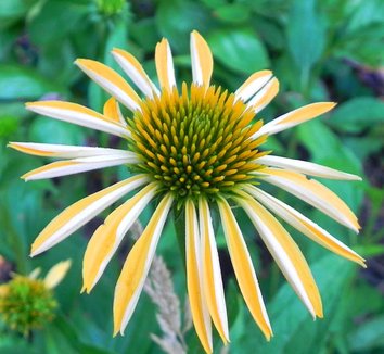 Photo of Echinacea Big Sky™ Harvest Moon PP17652 flower by Petal Talk