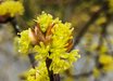 Lindera