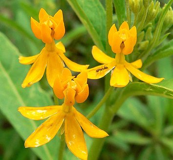 Photo of Asclepias curassavica 'Silky Gold' flower by Stan Shebs