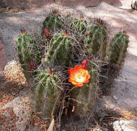 Echinocereus coccineus