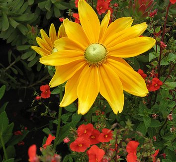 Photo of Rudbeckia hirta 'Prairie Sun' flower by Annie's Annuals & Perennials
