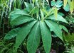Sauromatum