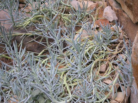Kleinia ficoides | Senecio ficoides| plant lust
