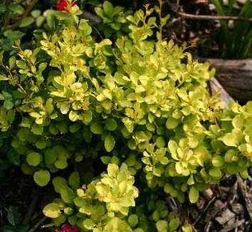 Photo of Berberis thunbergii 'Aurea' foliage by Hoot Owl Hollow Nursery