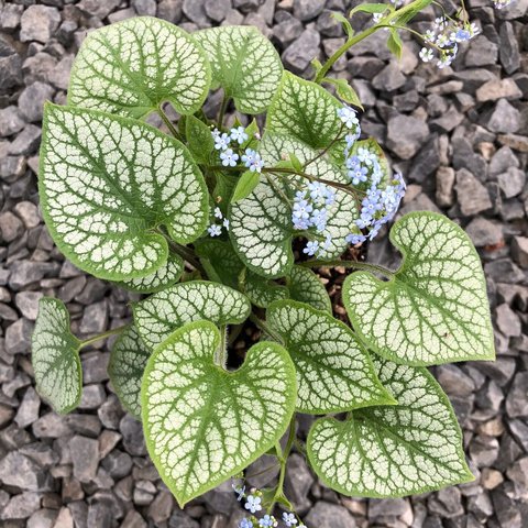 Brunnera macrophylla 'Jack Frost' PP13859 | Brunnera 'Jack Frost