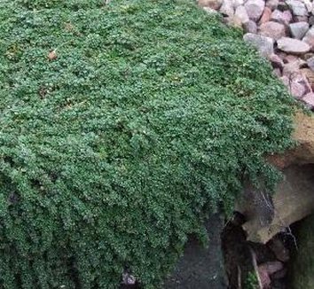 Photo of Thymus serpyllum 'Elfin' foliage by Avant Gardens