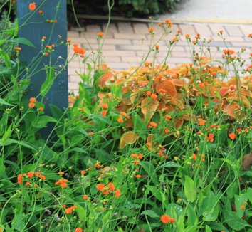 Emilia from multiple nurseries on Plant Lust