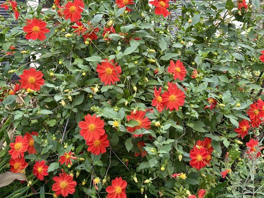 Photo of Dahlia 'Forncett Furnace' by Patricia Cunningham