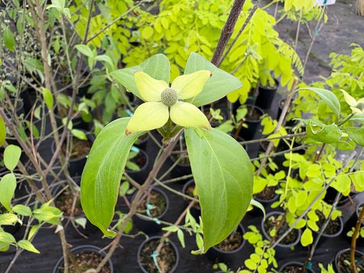 Photo of Cornus capitata ssp. angustata Empress of China® PP14537 flower by plant lust