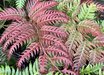 Woodwardia unigemmata