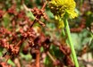 Helenium