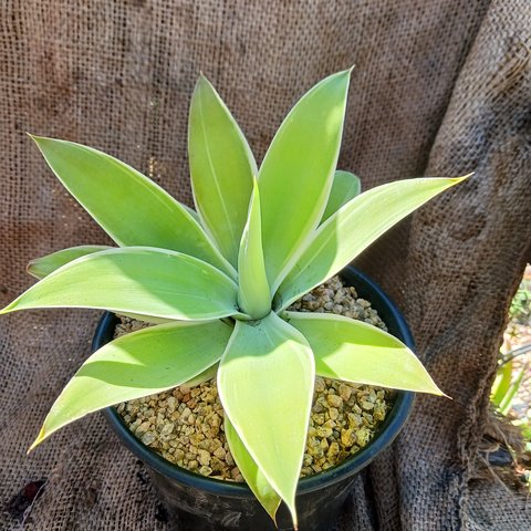 Agave attenuata Ray of Light PP21854 | Agave attenuata 'Ray