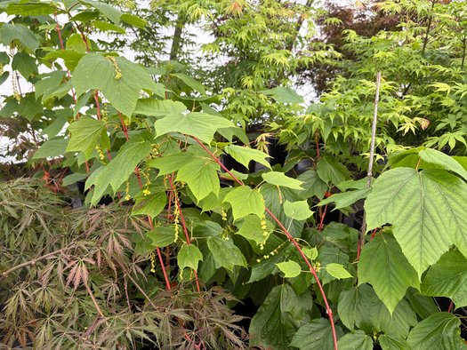 Photo of Acer x conspicuum 'Phoenix' flower, foliage by plant lust