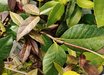 Trachelospermum