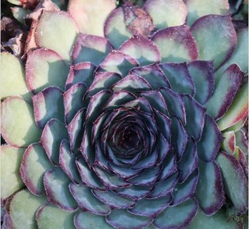 Photo of Sempervivum 'Memento'